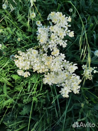 Цветы таволги, листья