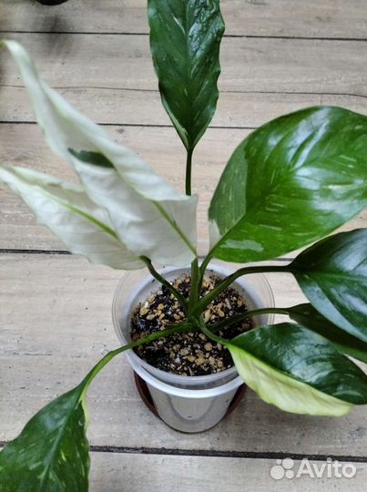 Спатифиллум