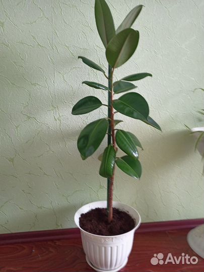 Фикус каучуконосный большой