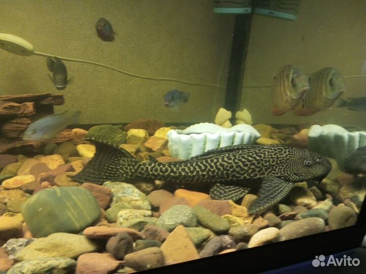 Аквариум на 420 литров с рыбками