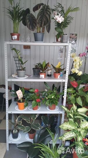 Продам цветы комнатные