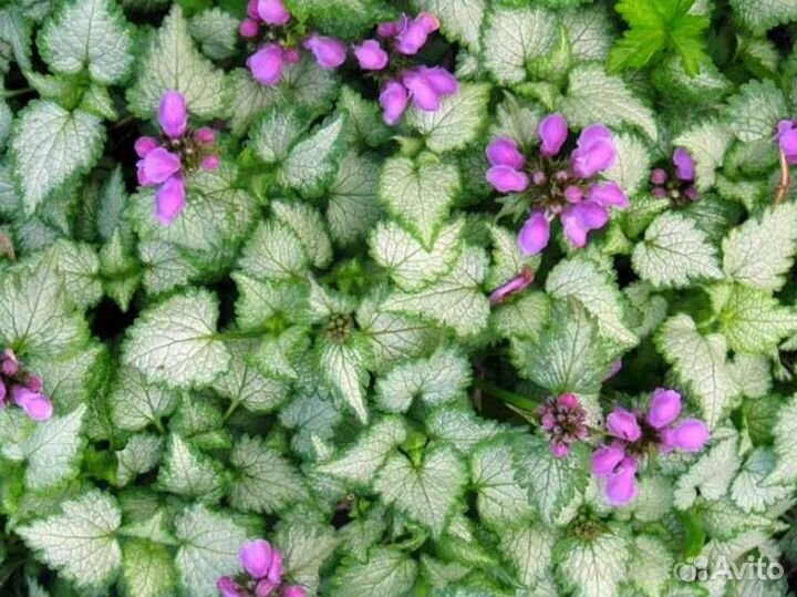 Садовые растения (многолетники)