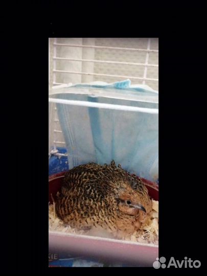 Китайские расписные петушков-красавцев