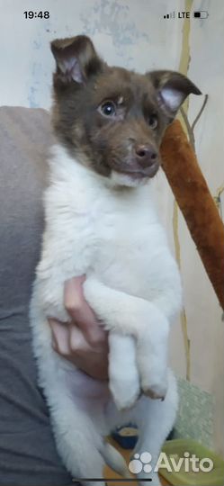 Милейшее создание