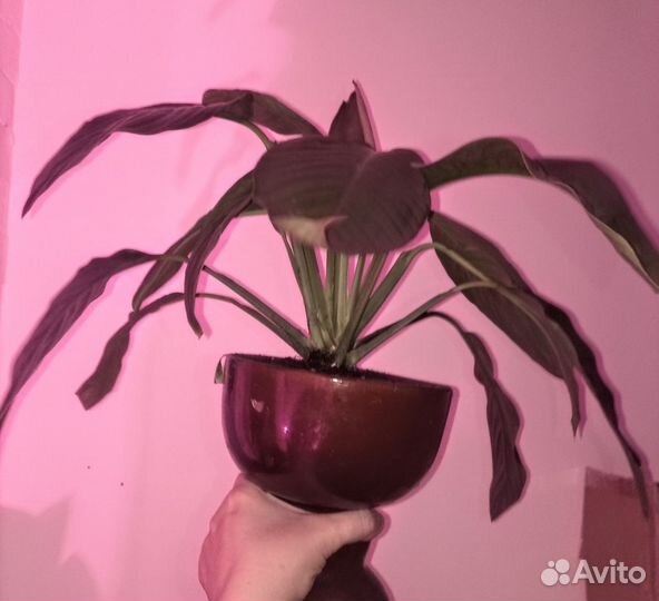 Спатифиллюм Chopin