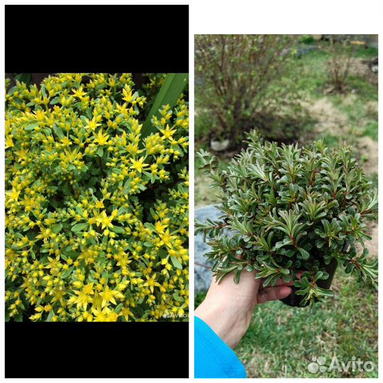 Многолетние растения