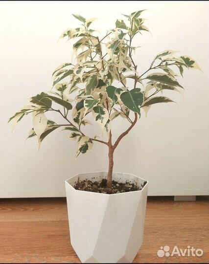 Фикус бенджамина