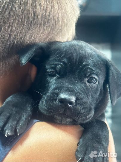 Собаки щенки