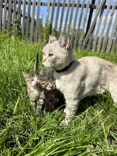 Котята в добрые руки приучены к лотку