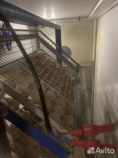 Инкубационное яйцо