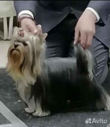 Йоркширский терьер Вязка