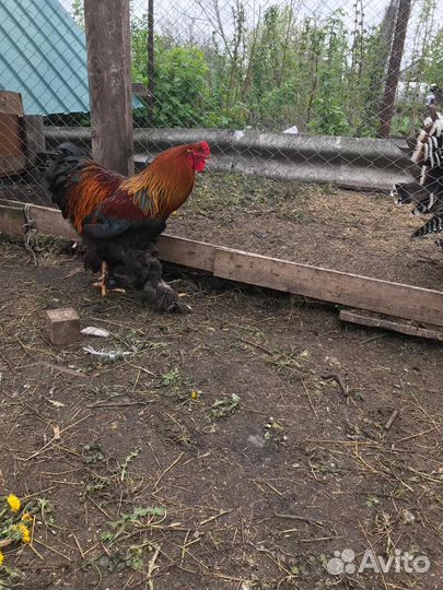 Петухи брама