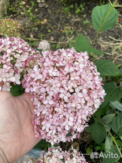 Гортензия древовидная