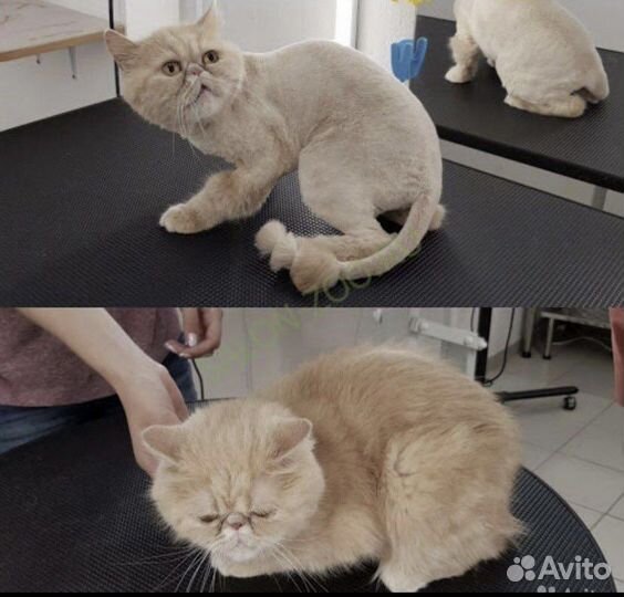 Груминг кошек с выездом