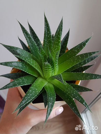 Алоэ остистое