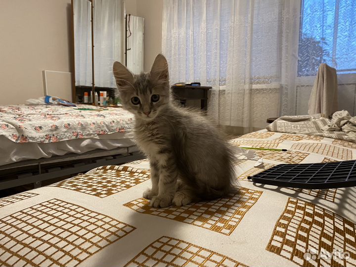 Котенок девочка в добрые руки