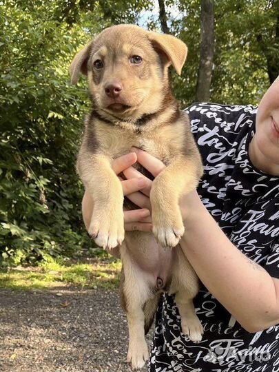 Две девочки в добрые руки