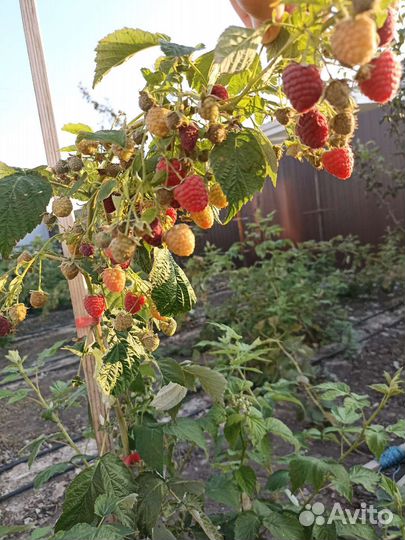 Саженцы ремонтантной малины Химбо топ