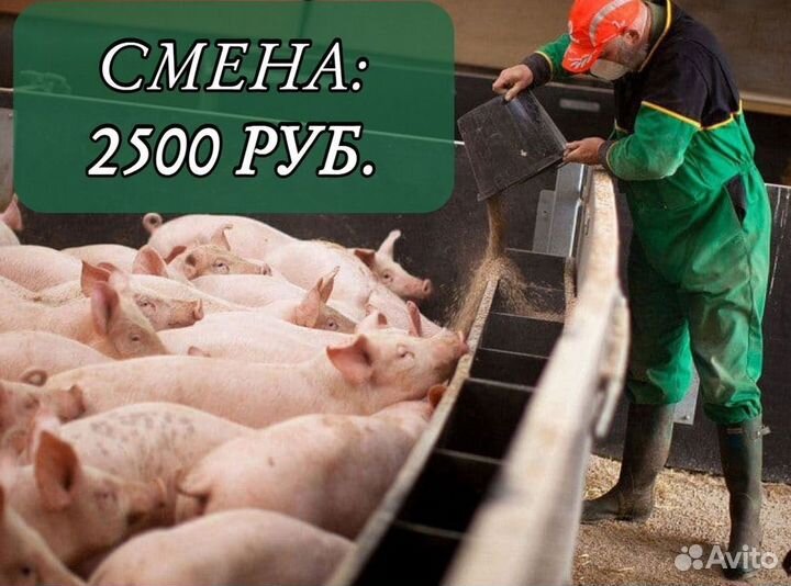 Подсобный рабочий (свинокомплекс). Вахта