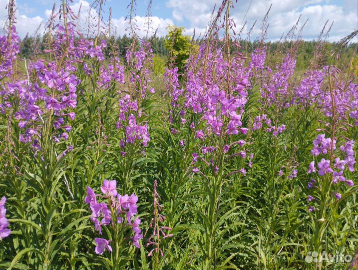 Иван-чай с цветами и ягодами клубники