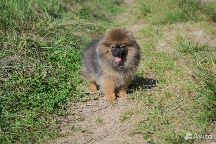 Славный парень