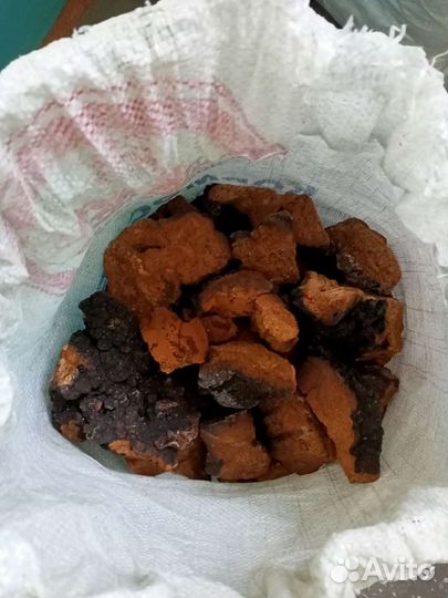 Лечебный,гриб чага.Республика Алтай