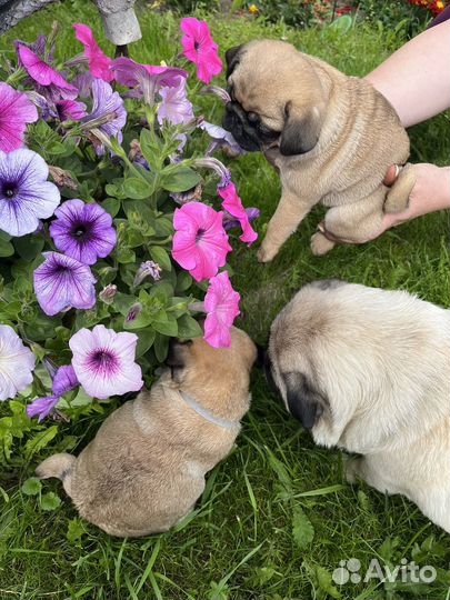 Щенки мопса