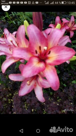 Помидоры.Астры.Бархртцы.Георгин.Лилии