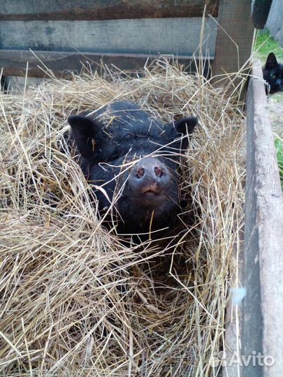 Козы, свиньи