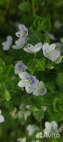 Почвопокровники