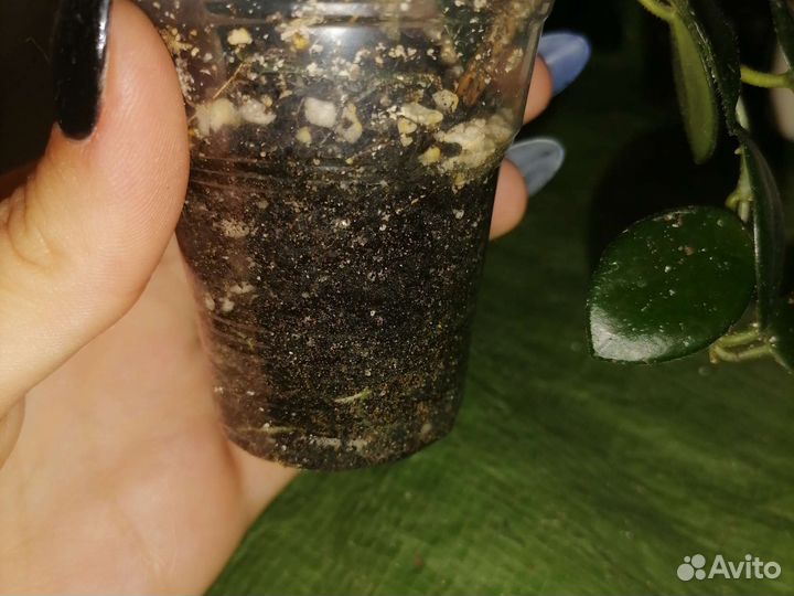 Хойя матильда