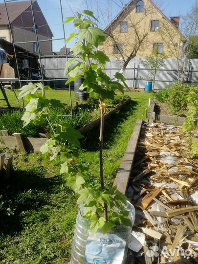 Чёрная, белая, красная смородина