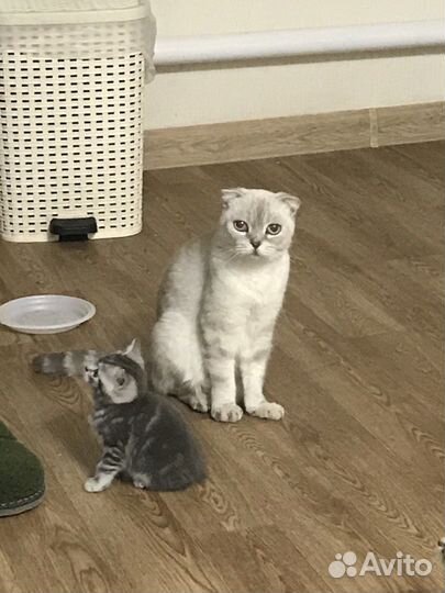 Котенок в добрые руки