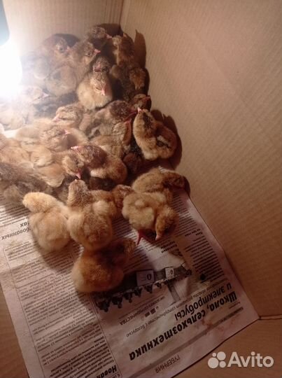 Цыплята суточные