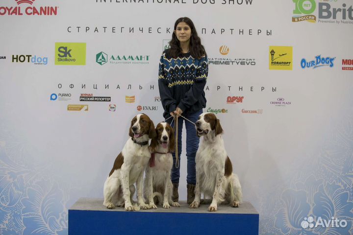 Прогулка с собакой