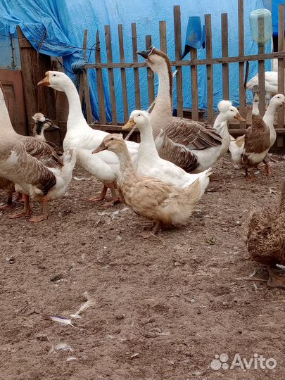 Хохлатые утки