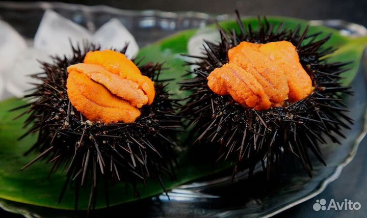 Живые устрицы