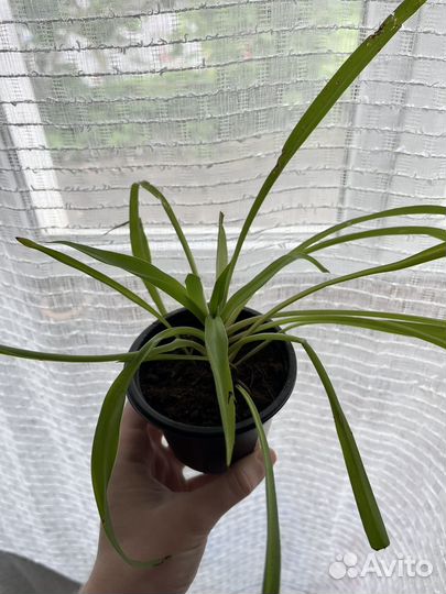 Хлорофитум хохлатый капский