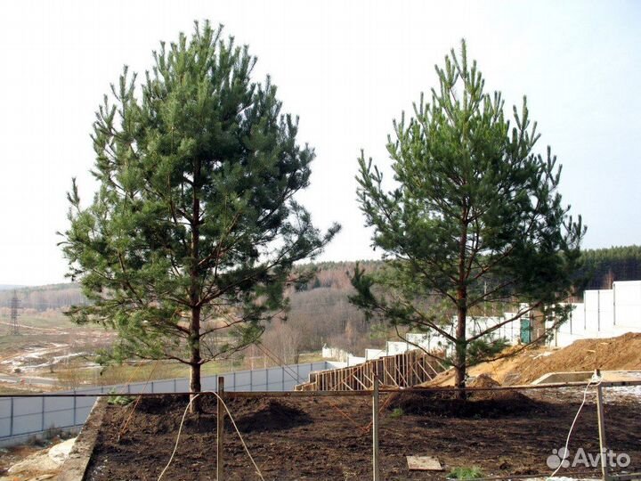 Сосна крупномер 5,82 m