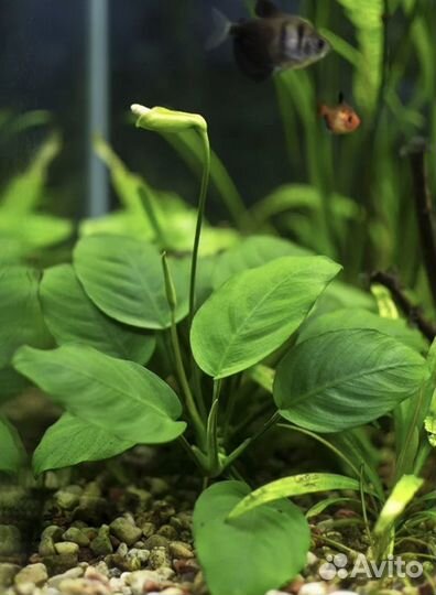 Анубиус, растение для аквариума