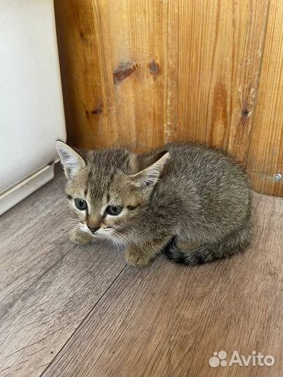 1 котенок серый(за большую плитку шоколадки)