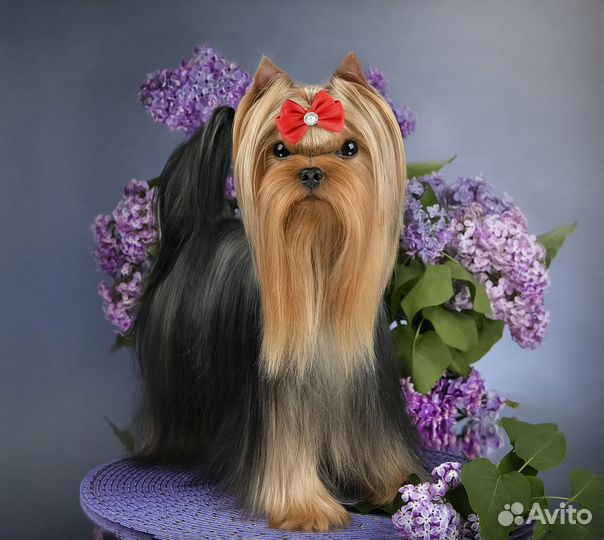 Мини йорк для вязки, беби фейс