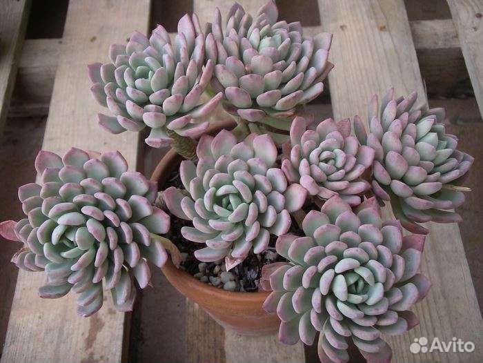 Суккуленты 1