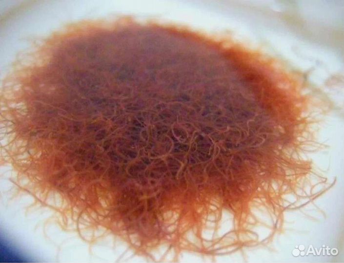 Аулофорус, живой корм для аквариумных рыб