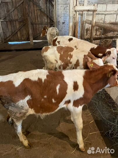 Ч Телята бычки и тёлки