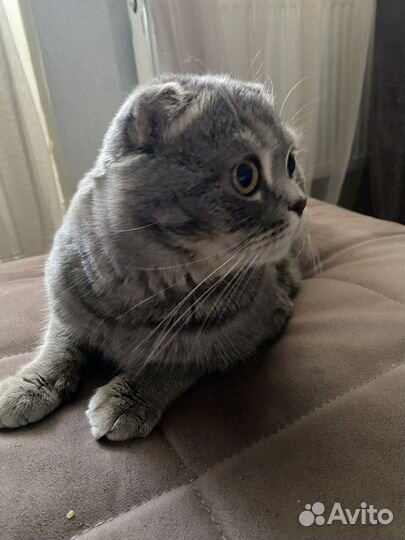 Шотландский вислоухий кот бесплатно