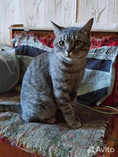 Котик в добрые руки