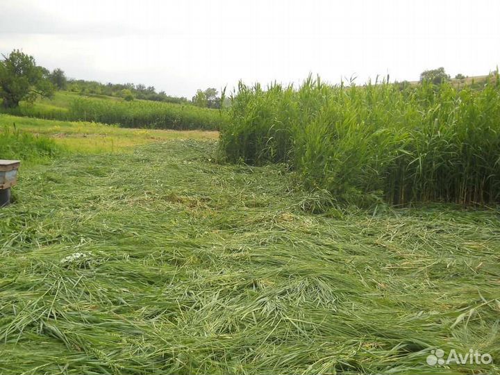 Покос травы