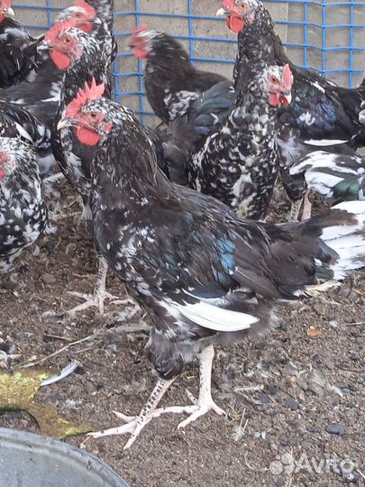 Куры петухи