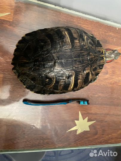 Красноухая черепаха с аквариумом
